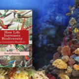 David Seaborg: How Life Increases Biodiversity. An Autocatalytic Hypothesis. Routledge 2022